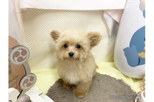 成約済の東京都のチワプー:チワワ×トイプードル-282636の4枚目